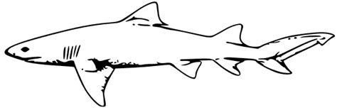 Lemon Shark Coloring Pages Christopher Myersa S Coloring Pages My XXX Hot Girl