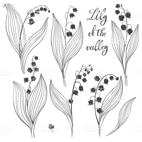 Lily Of The Valley Vector Illustration Isolated Floral Elements For