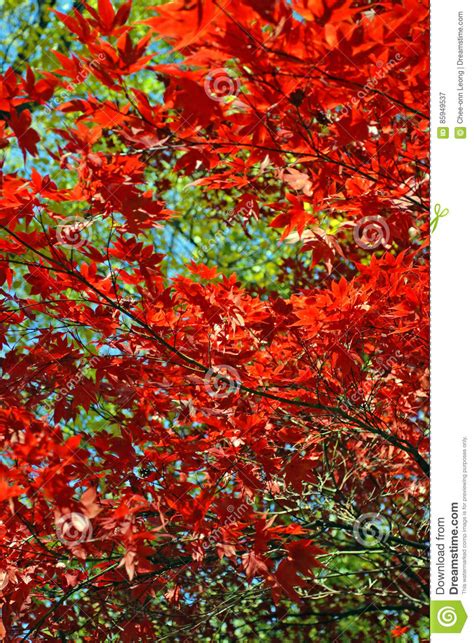 Stock Image Of Fall Foliage At Boston Stock Image Image Of Plant