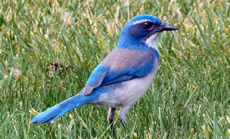 Mountain Bluebird Description Habitat And Fun Facts