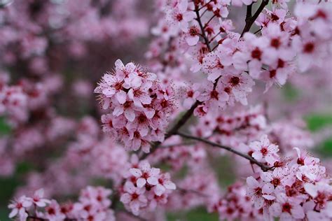 Fileplum Tree Blossom Spring West Virginia Forestwander