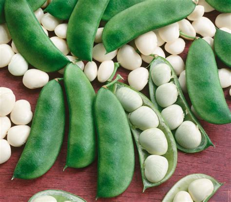 Lima Beans An Informative Growing Guide Dig It Right Dig It Right
