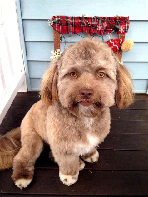 Dog Yogi Has Very Human Face Photo Goes Viral