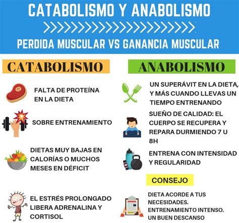 En Que Consiste El Anabolismo Y Catabolismo Dinami