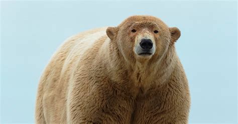 Fat Polar Bear That Is 30st Overweight Gets Unflattering Nickname From