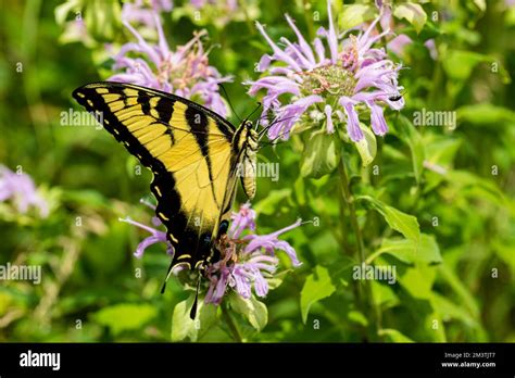 Closeup Of Eastern Tiger Swallowtail Butterfly On Bee Balm Wildflower