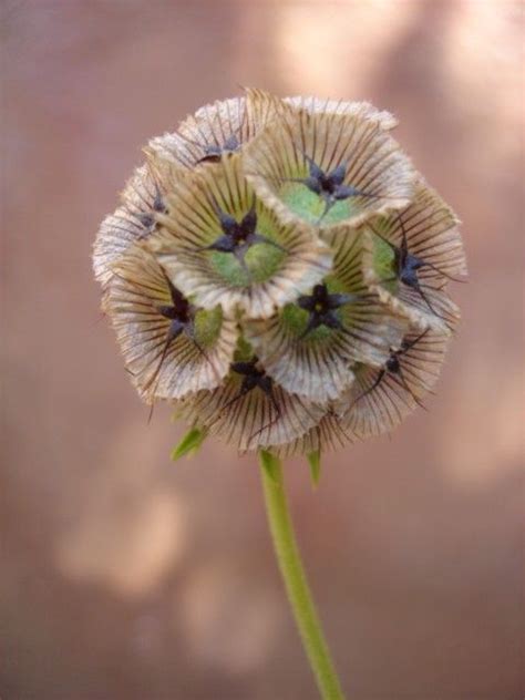 Scabiosa Seed Pods I Really Love These Types Of Flowers Cut Flowers