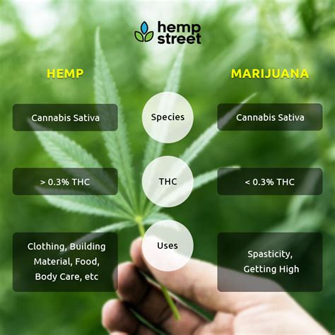 Cbd Vs Thc Understanding The Differences And Benefits Fundamentals