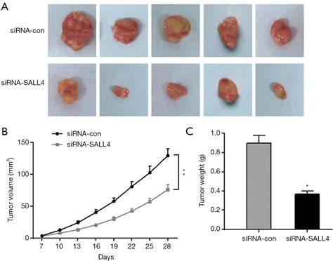 Subcutaneous Tumor Formation In Nude Mice Was Used To Detect The Effect