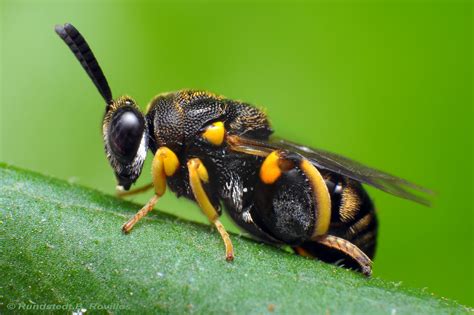 Chalcid Wasp Chalcid Wasps Are Any Of More Than 22000 Spe Flickr