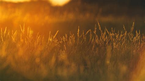 1366x768 Resolution Sunset In Wheat Grass Field 1366x768 Resolution