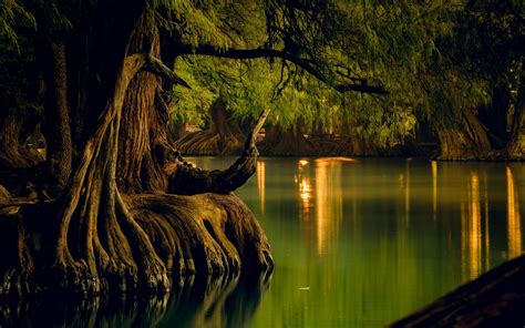 Nature Landscape Lake Forest Water Reflection Trees Roots Calm
