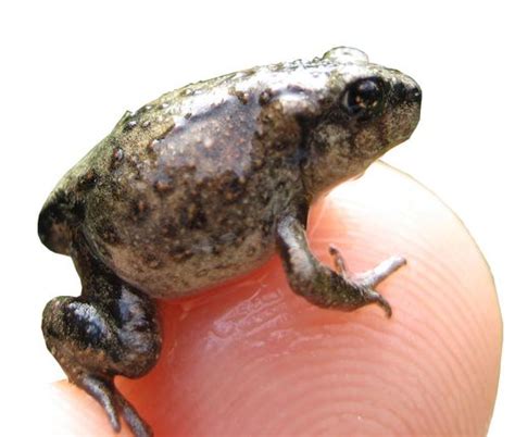 Scientists And Students Help Threatened Spadefoot Toads The Boston Globe