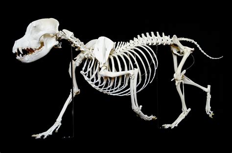 Squelette Skeleton American Staffordshire Terrier Canis Familiaris
