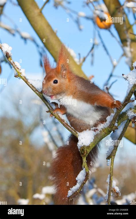 Red Squirrel Snow Eating Hi Res Stock Photography And Images Alamy