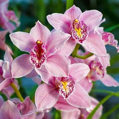 Cymbidium Orchid For Sale In Uk 55 Used Cymbidium Orchids