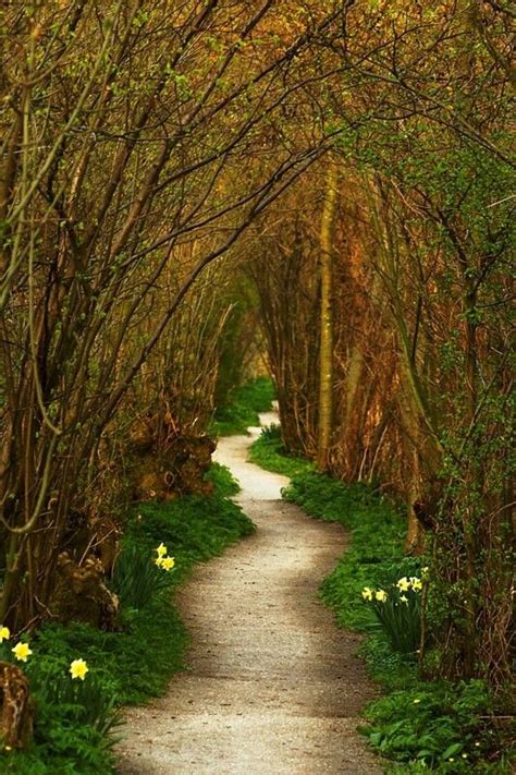 The Winding Path Netherlands Beautiful World Gorgeous Lovely Trees