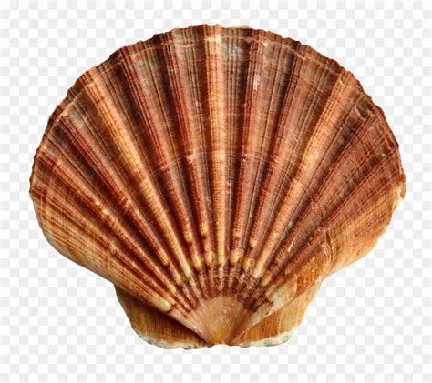 Sea Shells Image Outer Banks Seashells Secrets From The Shell
