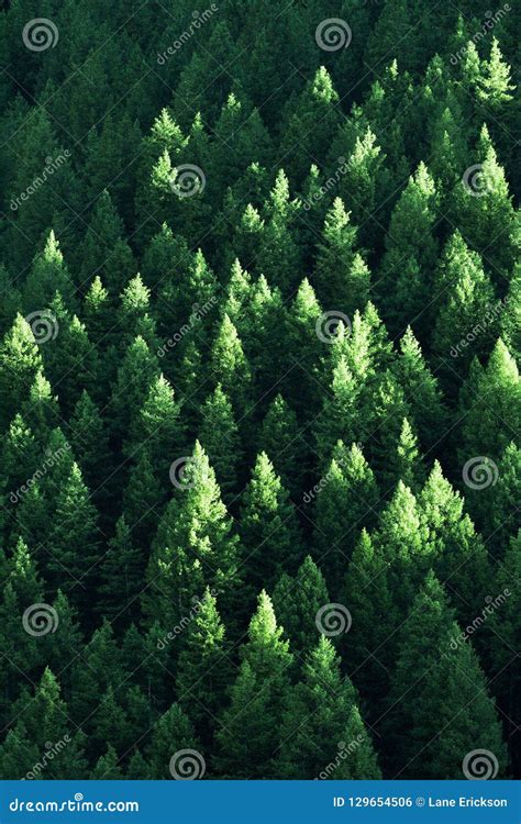 Lush Green Pine Trees Forest Growth With Sunlight Stock Photo Image
