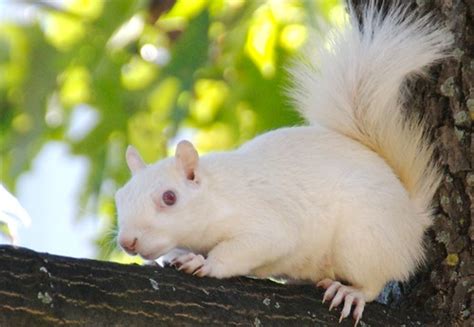 Albino Squirrel One Of The Infamous Albino Squirrels Of Ob Jesse