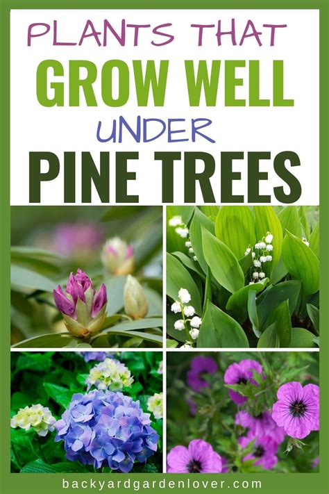 9 Gorgeous Plants That Grow Well Under Pine Trees Plants Plants