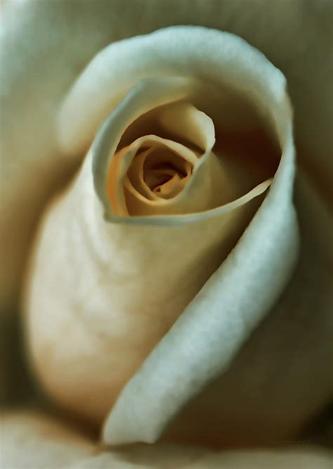 Vintage Macro Rose Flower Photograph By Jennie Marie Schell