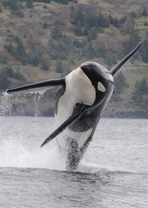 A Picture Of A Killer Whale ~ Orca Whale Breaching Near Baranof Island