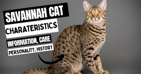 Best Savannah Cat Breed Information Characteristics Care