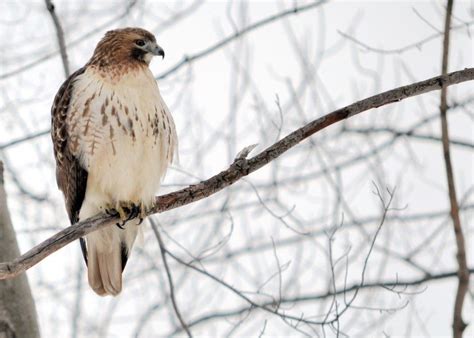 Red Tailed Hawk Sitting On A Tree Branch In Winter Red Tailed Hawk