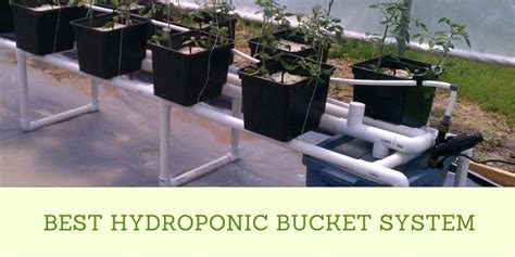 Best Hydroponic Bucket System Hydroponicsdaily