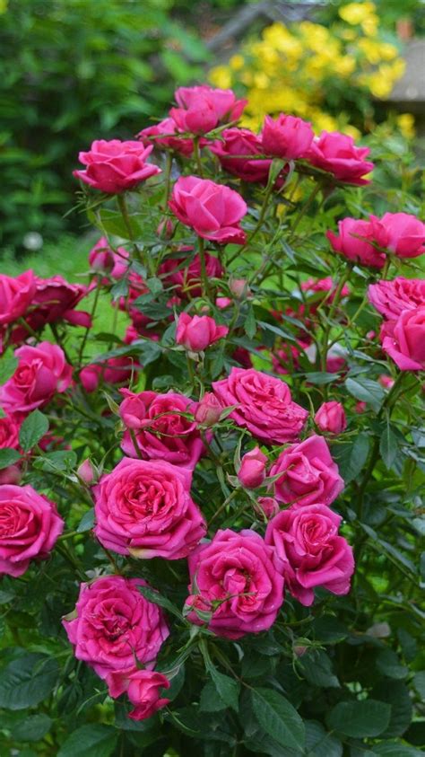 Roses Garden Wallpapers Wallpaper Cave