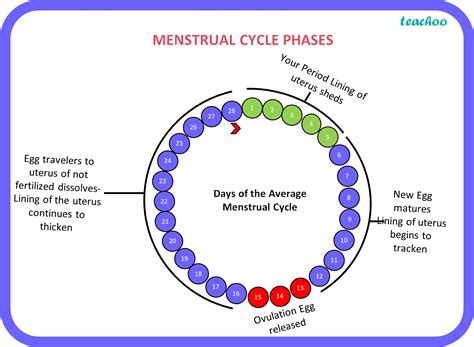 menstrual cycle introduction duration phases biology