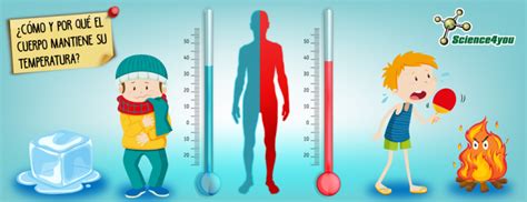 ¿por qué y cómo el cuerpo mantiene su temperatura science4you blog es