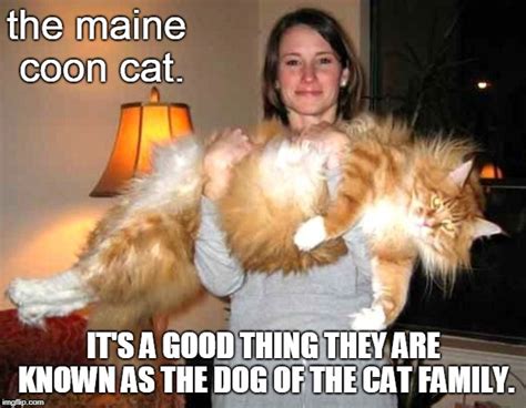 27 Funny Maine Coon Cat Memes Factory Memes