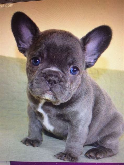 Choose the best mini french bulldogs for adoption because we pride ourselves on finding the right home for. French Bulldog Puppies For Sale | Tuscaloosa, AL #185387