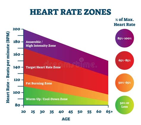 Heart Rate Zones Vector Illustration Pulse Intensity Educational