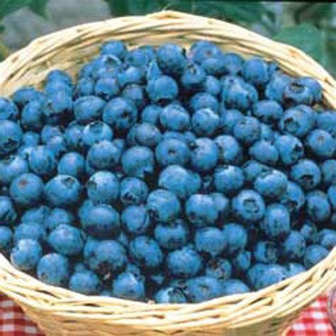 Tifblue Blueberry Plant Stark Bros