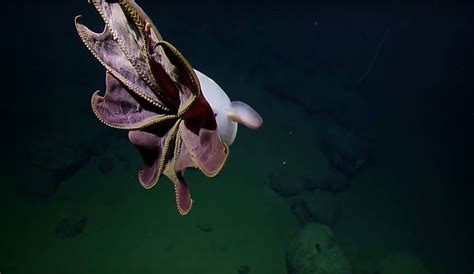 Extraordinary Footage Of An Ultra Rare Dumbo Octopus Shows Just How