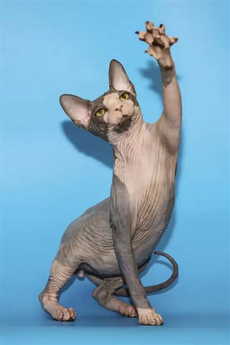A Hairless Cat Sitting On Top Of A Blue Surface With Its Paws In The Air