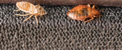 Bed bugs are becoming even more resistant to pesticides which are making them, even more, harder to reduce which is the reason why many people that are dealing with bed if not, contact colonial time pest. Bed Bug Control Services | Pest-Pro Services, Inc.