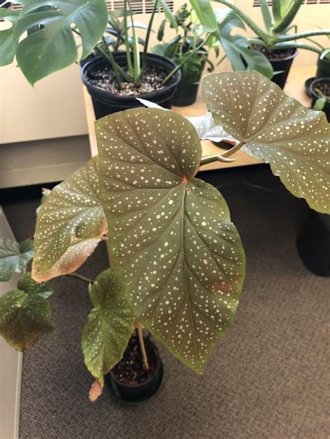 Can Somebody Help Me Identify This Plant Red Undersides And Metallic Silver Spots On The Leaves