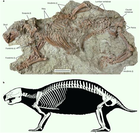 Paleontologists Find 66 Million Year Old Fossil Of Bizarre Mammal