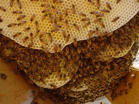 A Honey Bees Life Honey Bee Facts Honey Bee Hives Bee Facts