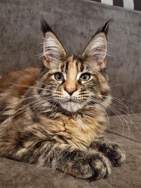 Texas maine coon cat rescue group directory. Maine Coon Cat For Adoption In Texas - Baby Kitten Stages