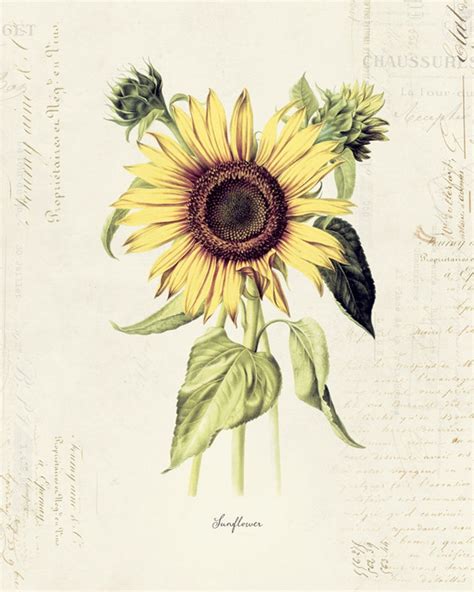 Vintage Botanical Flower Sunflower On French Etsy
