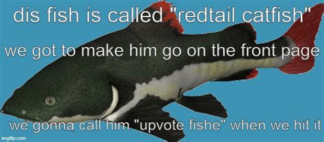 Catfish Memes And S Imgflip