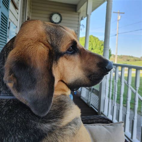 Bloodhound German Shepherd Mix Guide W Pictures Puplore