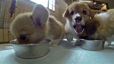 Corgi puppies have very specific nutritional needs. cute corgi puppies eat food / コーギー子犬のお食事タイム 20150606 Part ...