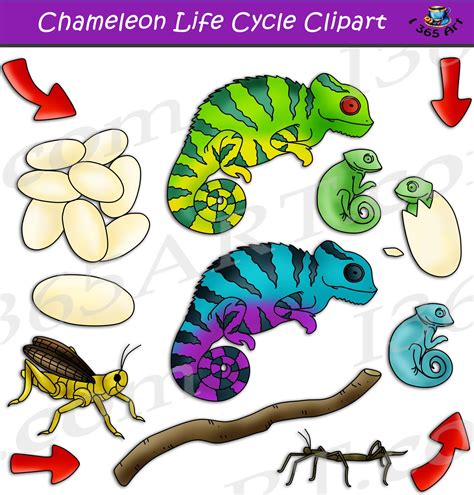Chameleon Life Cycle Clipart Set Download Graphics By Clipart 4