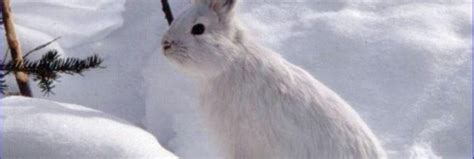 Poor Cute Bunnies Likely To Get Eaten When The Snow Melts Early Ars